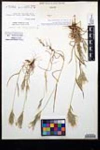 Bromus rubens image