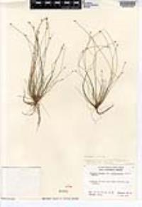 Isolepis cernua image