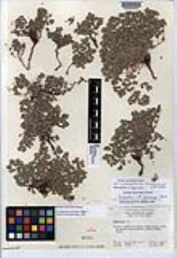 Euphorbia bartolomaei image