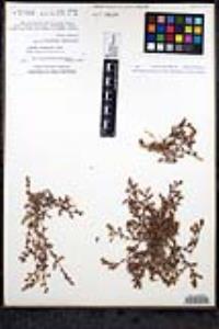 Chorizanthe interposita image