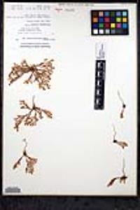 Lastarriaea coriacea image
