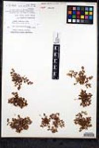 Chorizanthe chaetophora image