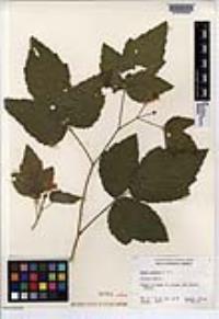 Rubus ursinus image