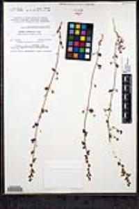Sairocarpus pusillus image