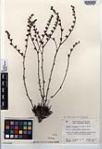 Dudleya attenuata image