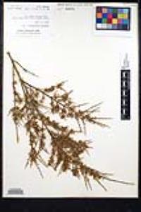 Adolphia californica image