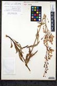 Penstemon spectabilis var. subinteger image