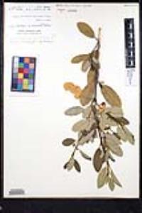 Frangula californica image