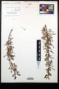 Senegalia greggii image
