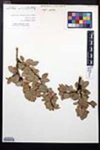 Prunus fremontii image