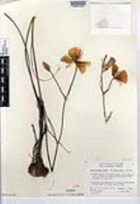 Calochortus weedii var. peninsularis image