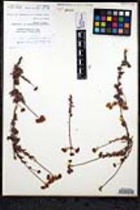Eriogonum fasciculatum var. flavoviride image