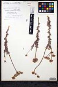 Eriogonum fasciculatum var. polifolium image