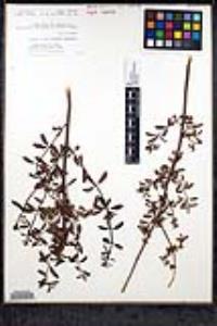 Keckiella ternata image