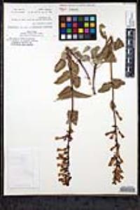 Penstemon clevelandii image