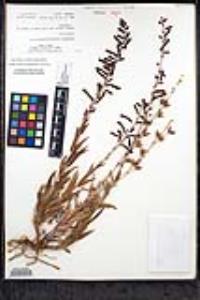 Penstemon centranthifolius image