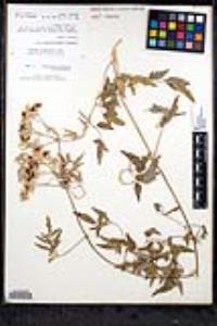 Clematis ligusticifolia image