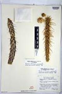 Cylindropuntia californica image