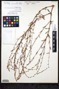Polygonum argyrocoleon image