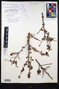 Colubrina californica image
