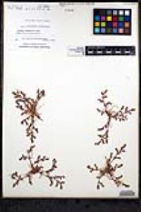 Chorizanthe interposita image