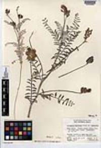 Astragalus magdalenae var. magdalenae image