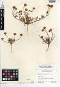 Chaenactis furcata image