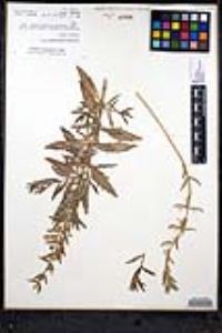 Teucrium glandulosum image