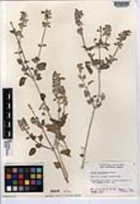 Salvia cedrosensis image