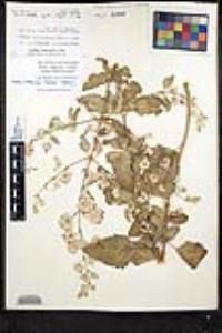Condea emoryi image