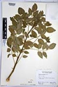 Sambucus cerulea image