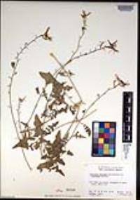 Lyrocarpa coulteri image