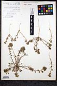 Eriastrum filifolium image