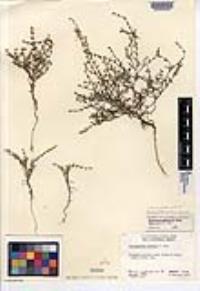 Harpagonella palmeri image