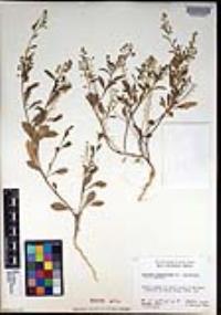 Lepidium lasiocarpum var. latifolium image
