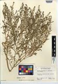Lepidium lasiocarpum var. latifolium image