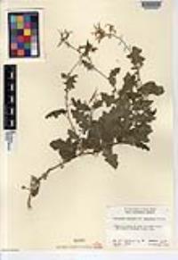 Lyrocarpa coulteri image