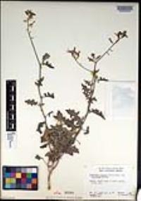 Lyrocarpa coulteri image