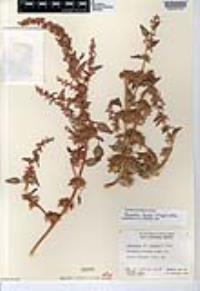 Amaranthus torreyi image