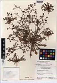 Chorizanthe flava image