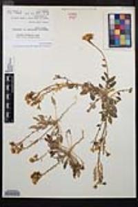 Chylismia claviformis var. peirsonii image