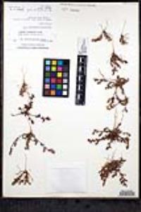 Chorizanthe interposita image