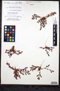 Chorizanthe interposita image