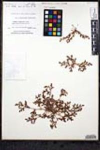 Chorizanthe interposita image