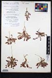 Chorizanthe rosulenta image