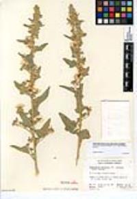 Sphaeralcea axillaris var. violacea image