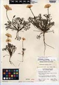 Eschscholzia californica subsp. mexicana image
