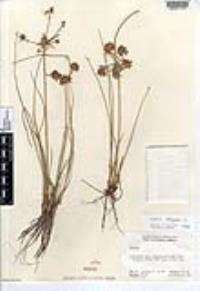 Cyperus elegans image