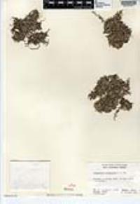 Selaginella cinerascens image