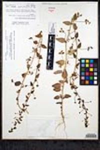 Sairocarpus pusillus image
